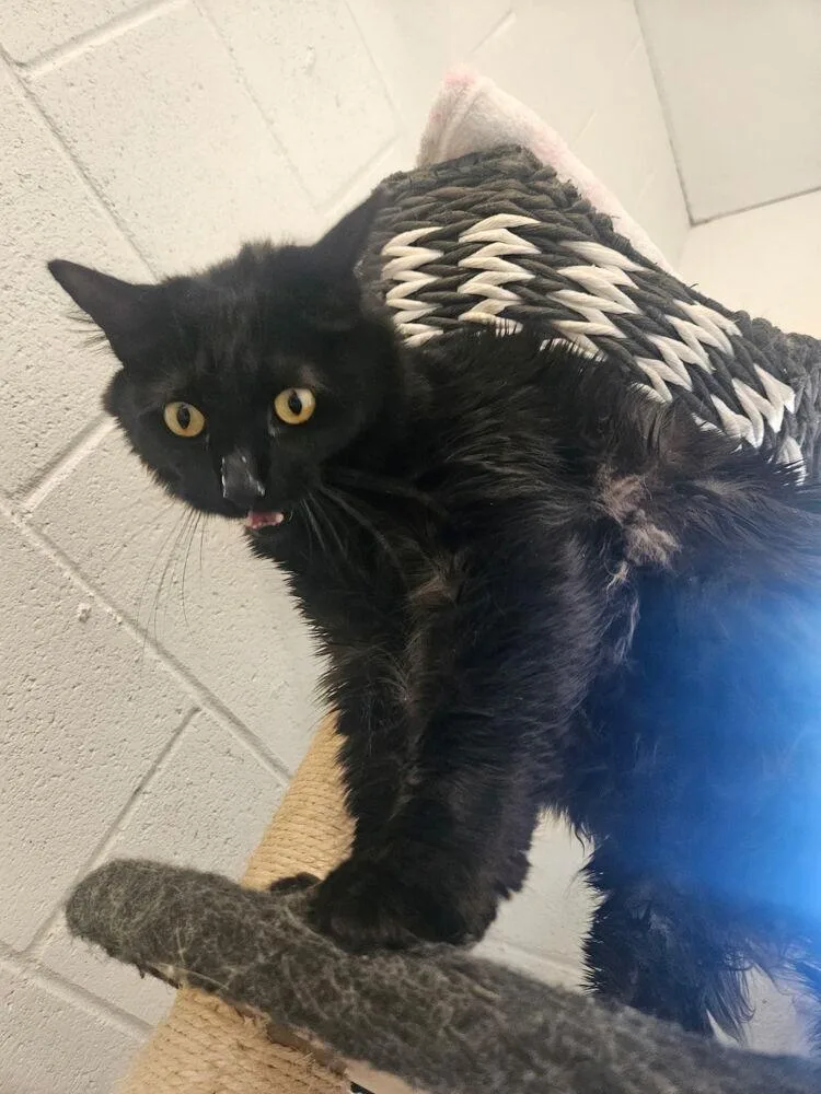 An adult medium-sized male Domestic Long Hair cat named Zero for adoption in Ontario, CA