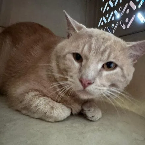 An adult small-sized male Orange / Red Domestic Short Hair cat named Caramelo for adoption in Shawnee, KS