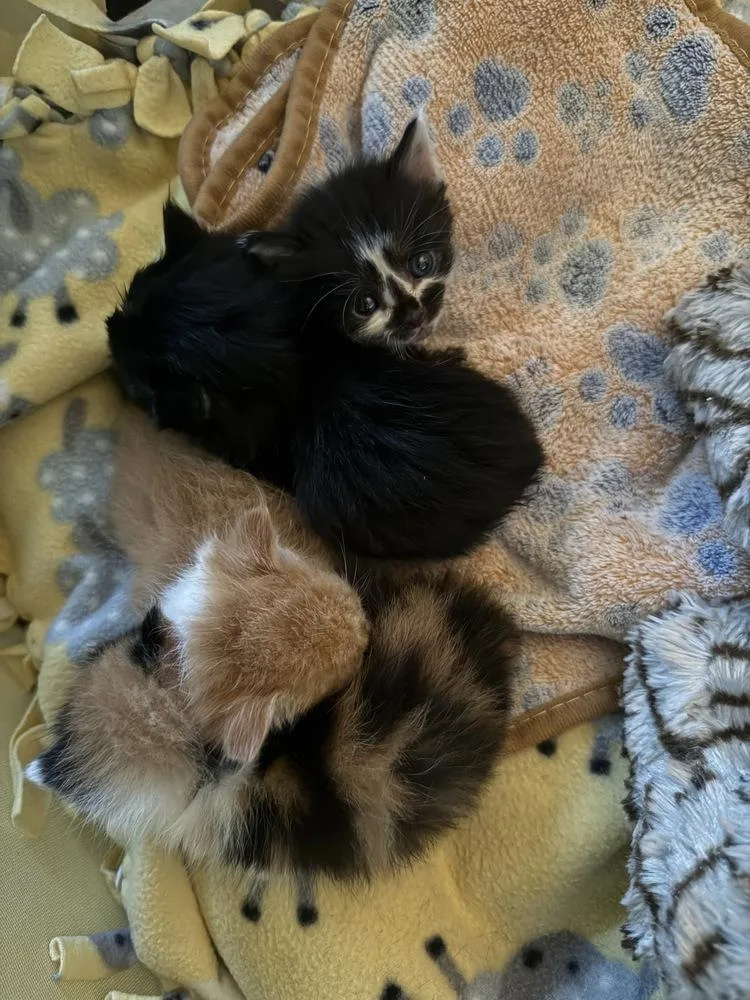 A baby medium-sized female Black & White / Tuxedo Domestic Short Hair cat named Baylen for adoption in Clinton Township, MI