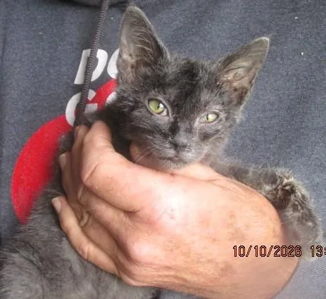 A baby medium-sized female Gray / Blue / Silver Russian Blue cat named Millie for adoption in Paris, KY