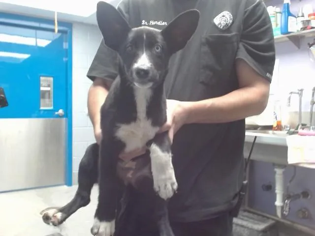 A baby small-sized female Labrador Retriever dog named Sully for adoption in Albuquerque, NM