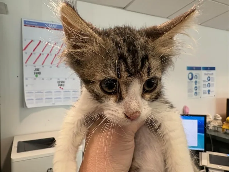 A baby medium-sized male Domestic Short Hair cat named Beans for adoption in Chatsworth, CA