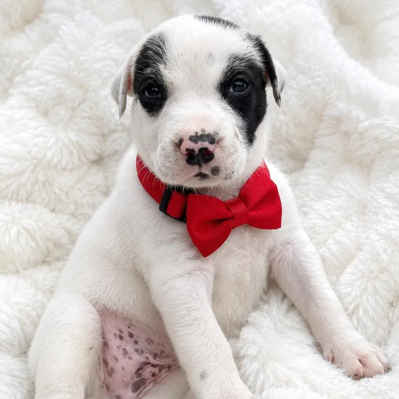 A baby medium-sized male American Bully dog named Panda for adoption in Crosby, TX