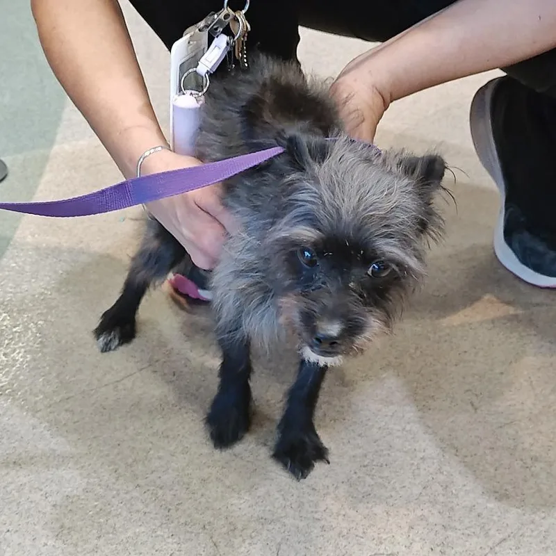 An adult small-sized male Black Terrier dog named IEPAStray for adoption in Upland, CA