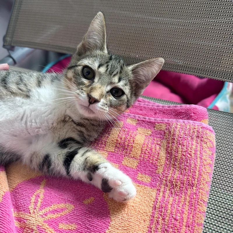 Junipurr