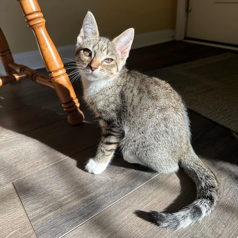 Junipurr thumbnail 2