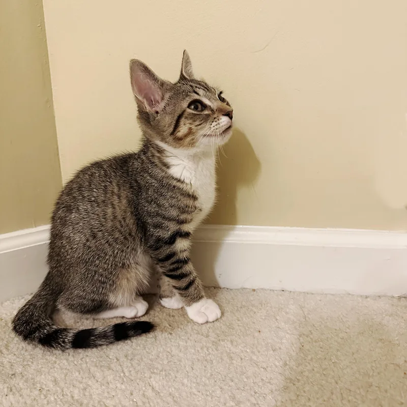 Junipurr thumbnail 3