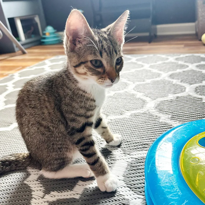 Junipurr thumbnail 4