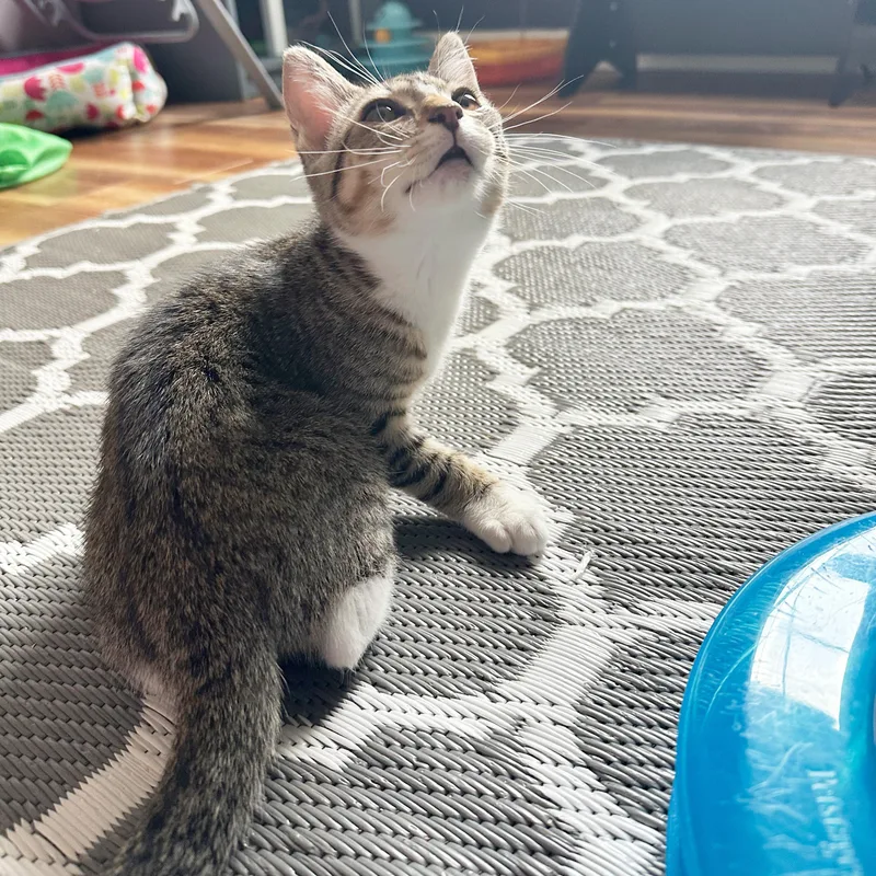 Junipurr thumbnail 5