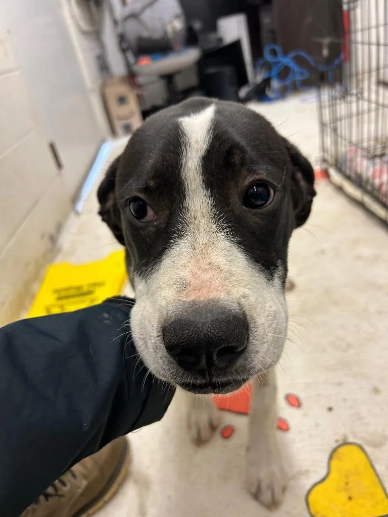 A baby large-sized male Mixed Breed dog named Bridgerton awaiting sn and for adoption in Chickamauga , GA
