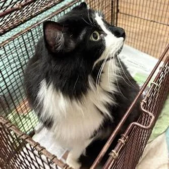 An adult large-sized male Black Domestic Medium Hair cat named Buster for adoption in Austin, TX