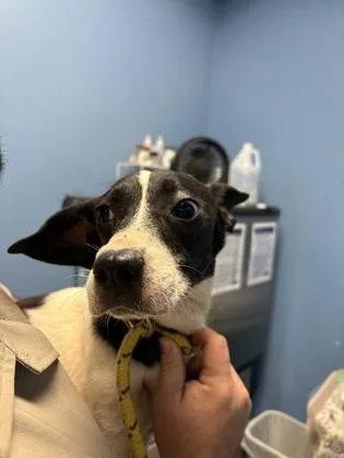 A young medium-sized female Australian Cattle Dog / Blue Heeler dog named Kayda $ for adoption in Seneca, SC