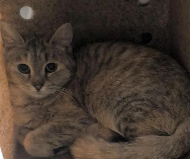 A young medium-sized female Domestic Short Hair cat named Jelly for adoption in Anchorage, AK