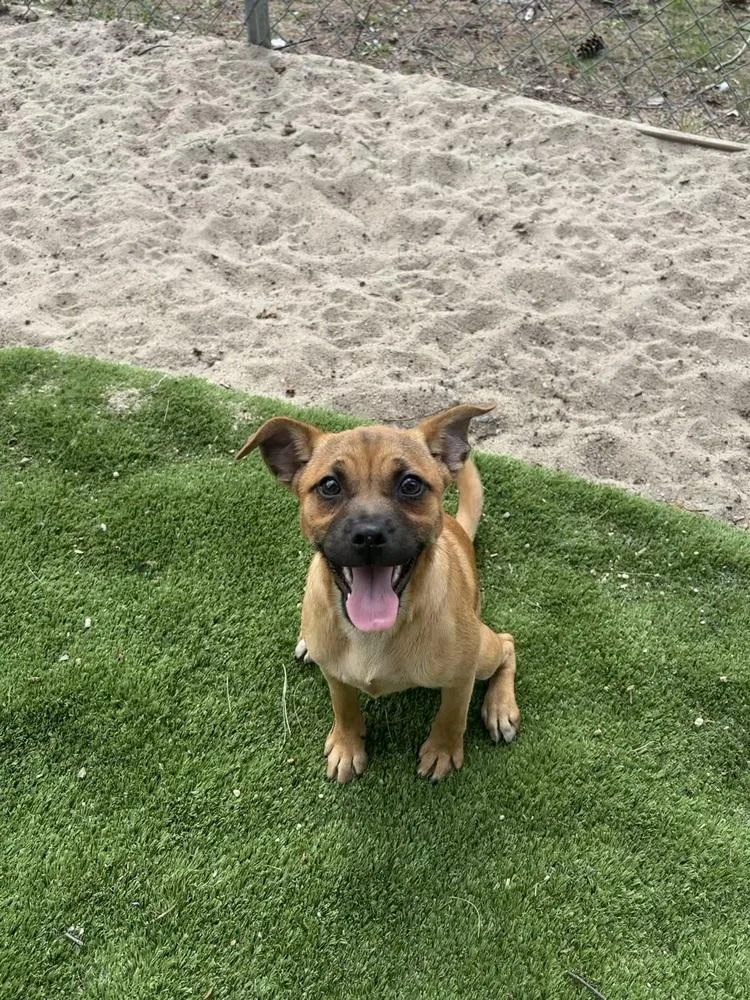A baby small-sized female Brown / Chocolate Pug dog named Bernadette for adoption in Armonk, NY