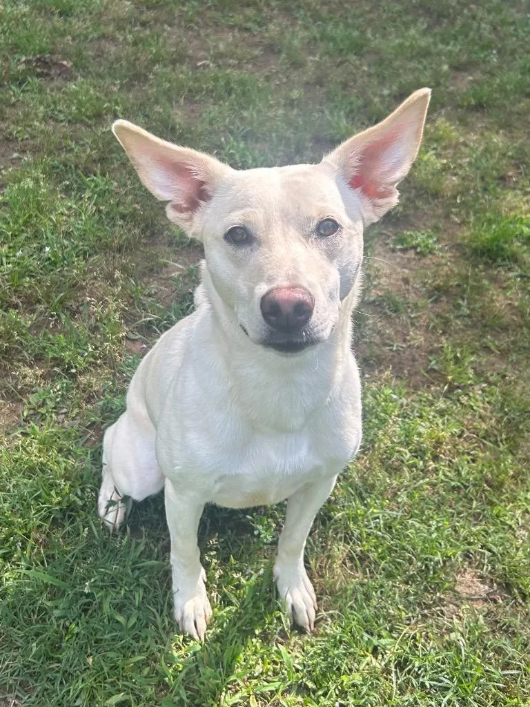 A young medium-sized female Irish Terrier dog named Foxy for adoption in Benton, AR