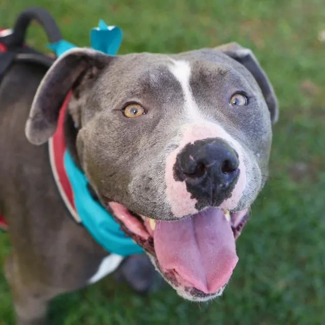 An adult medium-sized male American Staffordshire Terrier dog named Crow for adoption in San Antonio, TX