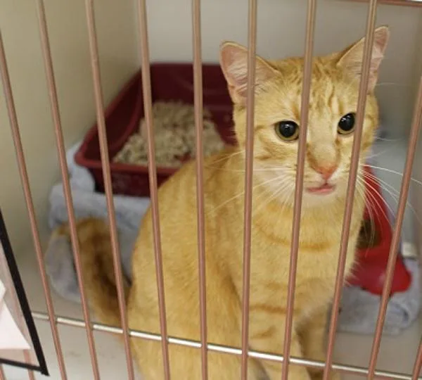 An adult small-sized female Domestic Short Hair cat named Ivy for adoption in Salisbury, MD