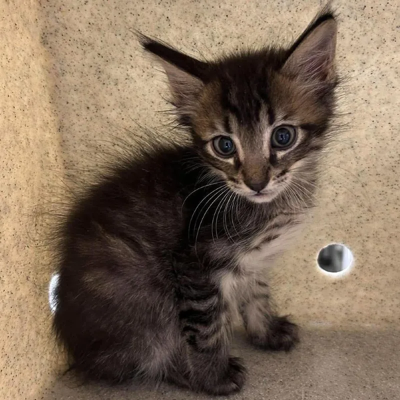 A baby small-sized male Domestic Medium Hair cat named Vito for adoption in Bastrop, TX