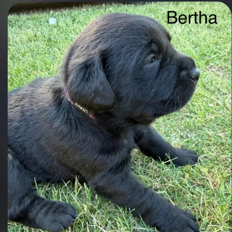 A baby small-sized female Black Labrador Retriever dog named Bertha for adoption in Valley, AL