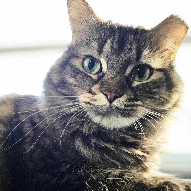 An adult medium-sized female Tortoiseshell Domestic Medium Hair cat named Bellatrix for adoption in Newcastle, OK