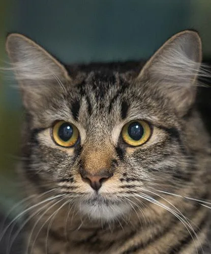 A young medium-sized female Domestic Short Hair cat named Itsy Bitsy for adoption in Encinitas, CA