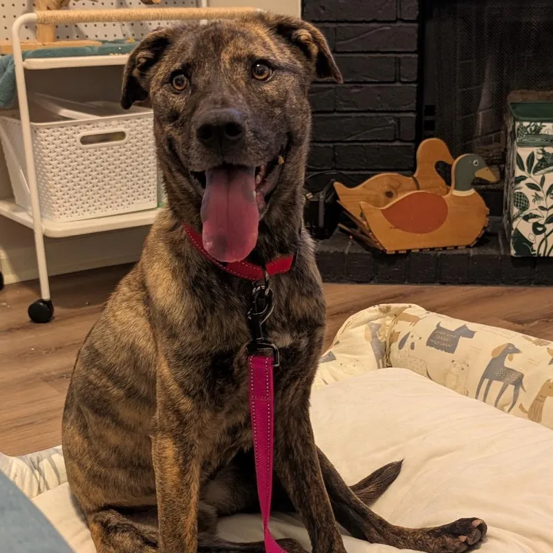 An adult medium-sized female Brindle Mixed Breed dog named Ava for adoption in Bartlett, TN