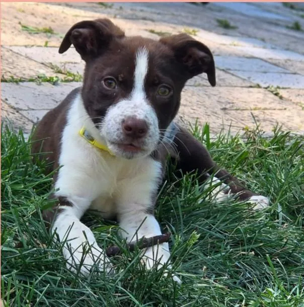 A baby medium-sized male Brown / Chocolate English Pointer dog named Patrick for adoption in Lincoln, NE