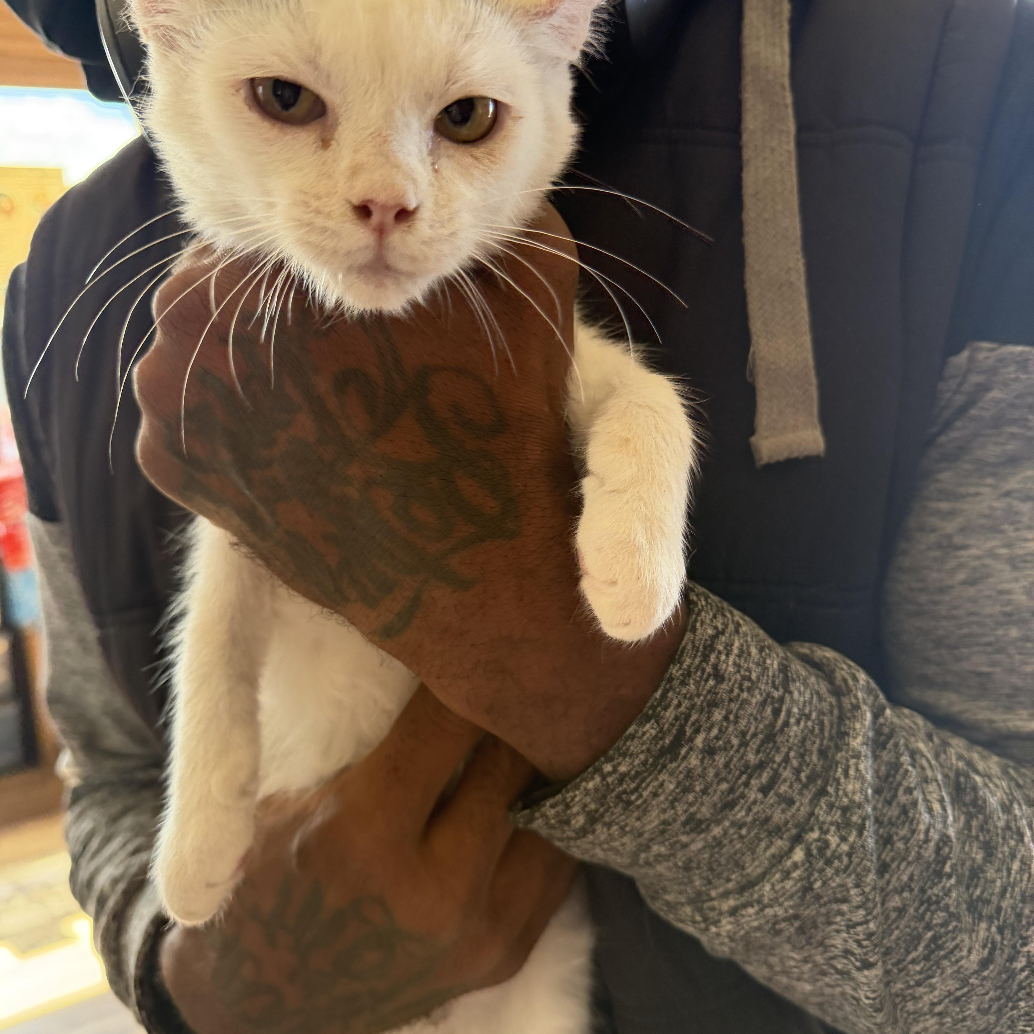 A baby medium-sized male Domestic Short Hair cat named Mr. Beast for adoption in Deming, NM