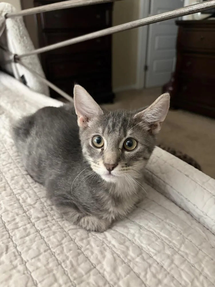 A baby small-sized female Domestic Short Hair cat named Cherry for adoption in Thornton, CO