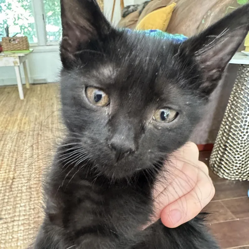 A baby small-sized female Black Domestic Short Hair cat named Joelle for adoption in Normal, IL