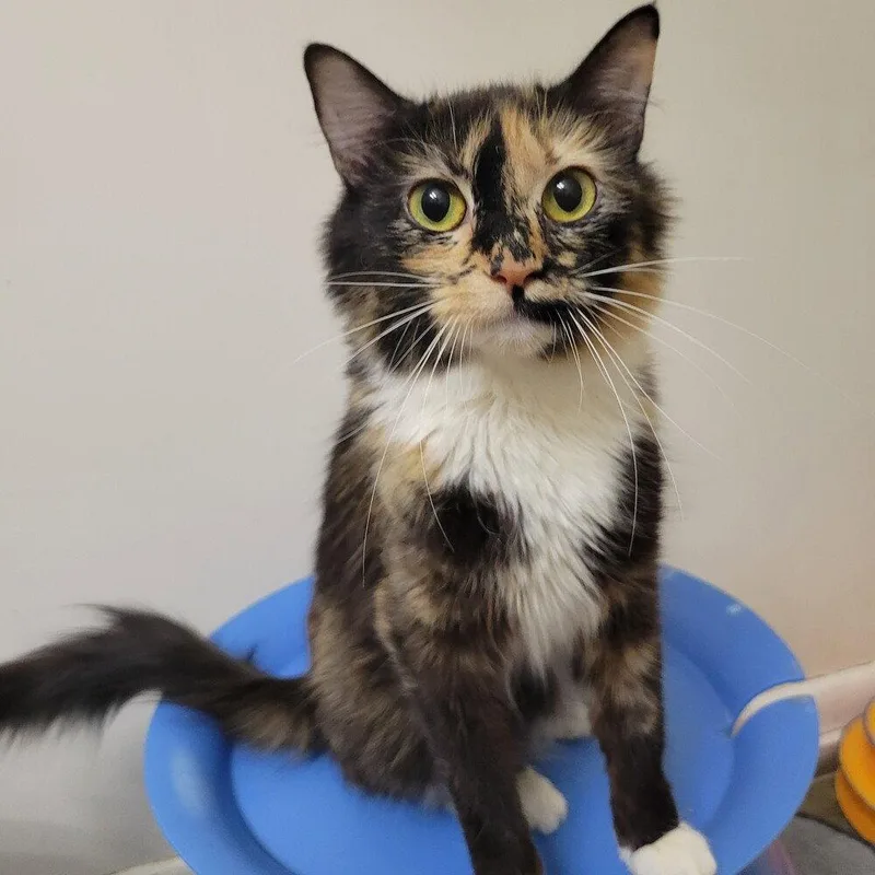 A young medium-sized female Domestic Medium Hair cat named Pepita for adoption in Candler, NC