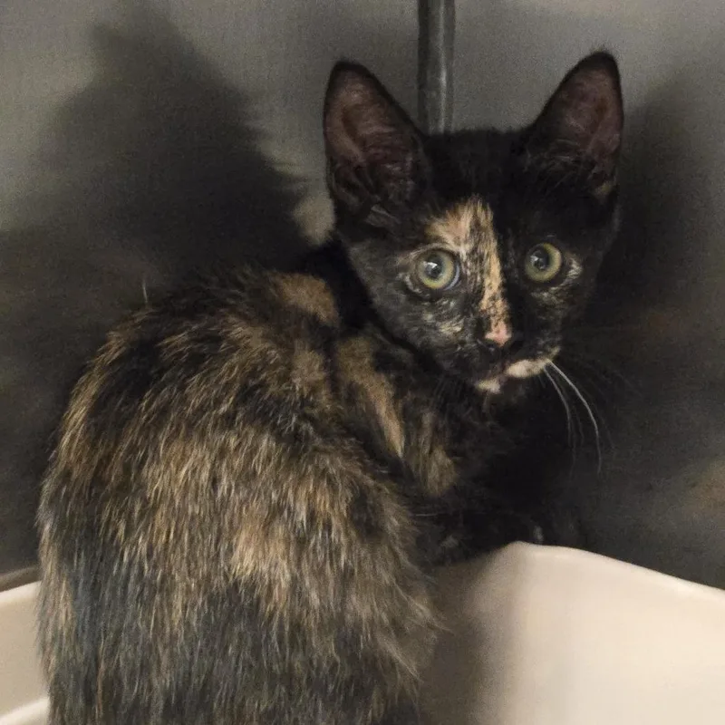 A baby small-sized female Tortoiseshell Domestic Short Hair cat named Shelly for adoption in Lake Panasoffkee, FL