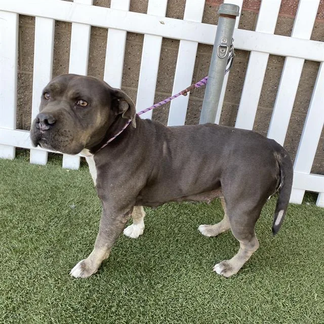 An adult large-sized female Pit Bull Terrier dog named Nova for adoption in Modesto, CA