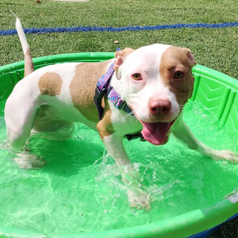 An adult medium-sized female Yellow / Tan / Blond / Fawn Pit Bull Terrier dog named Yaya for adoption in Baltimore, MD