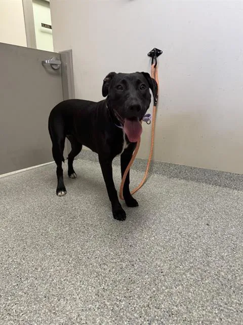 A young small-sized female Pit Bull Terrier dog named April for adoption in Pasadena, TX