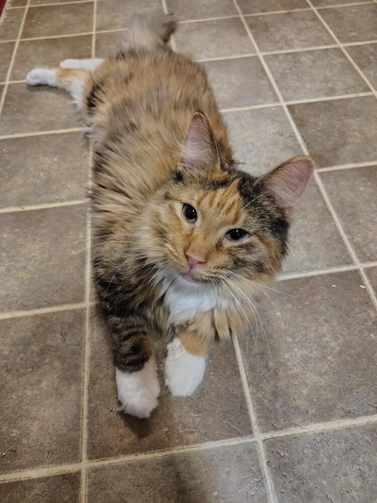 Lady Gata
