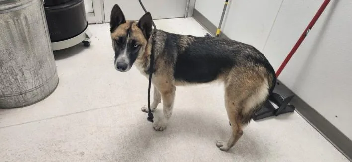 A young medium-sized female German Shepherd Dog dog named Dina for adoption in Los Angeles, CA