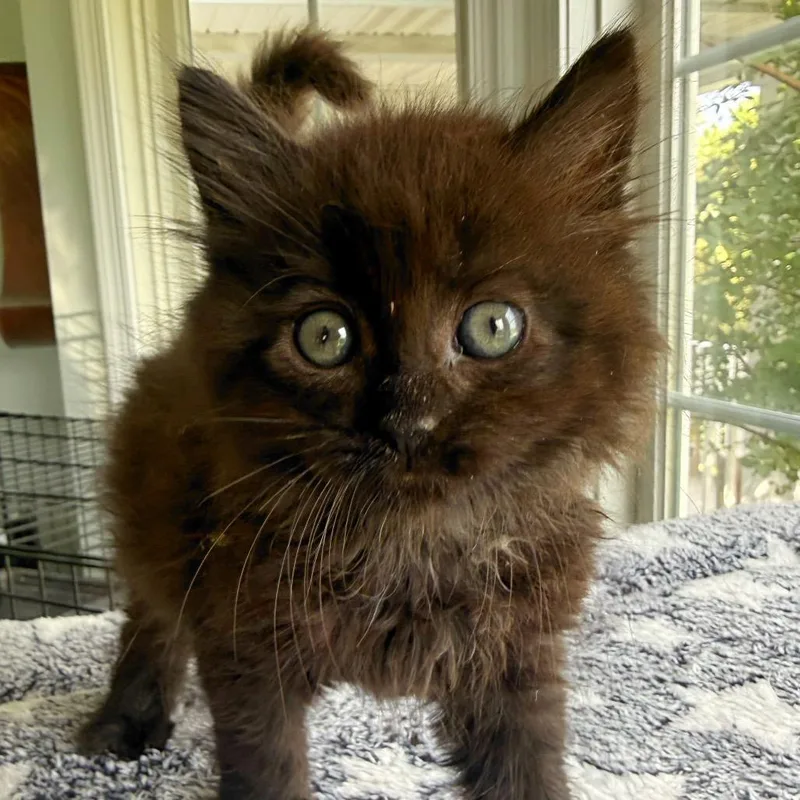 A baby small-sized male Domestic Long Hair cat named Quincy for adoption in Alexandria, VA