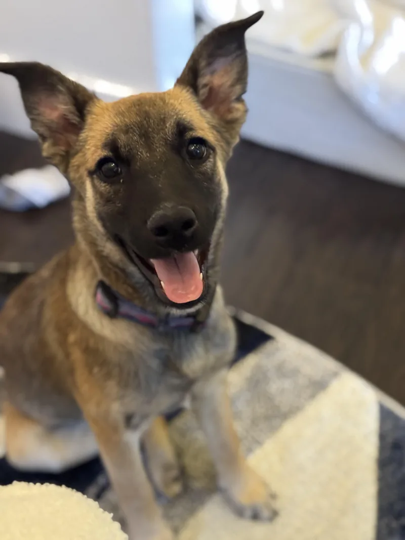 A baby medium-sized female Brown / Chocolate Shepherd dog named Burberry for adoption in Bakersfield, CA