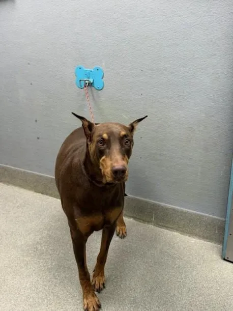 An adult extra large-sized male Doberman Pinscher dog named King for adoption in Las Vegas, NV