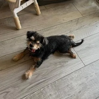 A senior small-sized male Terrier dog named Mr Spock for adoption in Jacksonville, FL