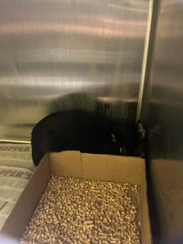 An adult medium-sized male Black Domestic Short Hair cat named Jerico for adoption in Jackson, TN