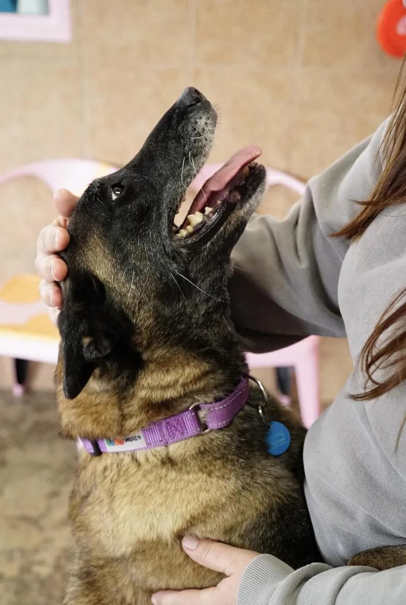 An adult large-sized female Bicolor Belgian Shepherd / Malinois dog named Bennie for adoption in Pasadena, CA