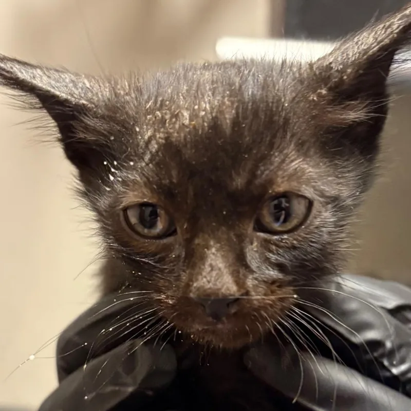 A baby small-sized male Black Domestic Short Hair cat named Gherkin for adoption in Yuma, AZ