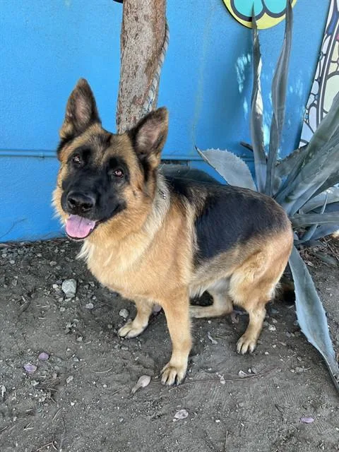 An adult large-sized female German Shepherd Dog dog named Julie for adoption in Baldwin Park, CA
