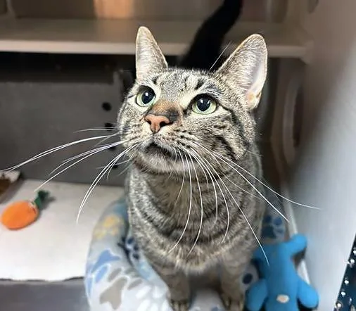 An adult large-sized female Tabby (Brown / Chocolate) Domestic Short Hair cat named Beyonce for adoption in Nashville, TN