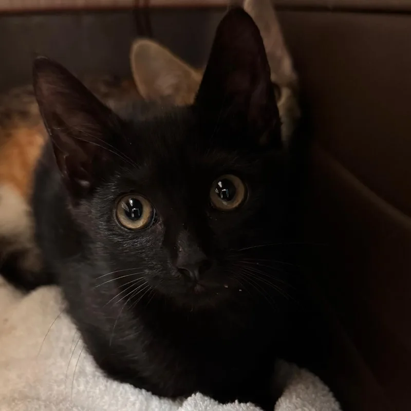 A baby small-sized female Black Domestic Short Hair cat named Xaden for adoption in Lynchburg, VA