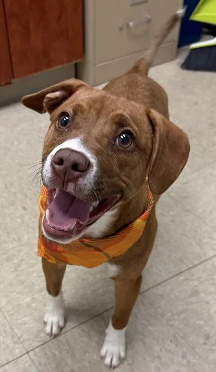 A baby medium-sized male Brown / Chocolate Mixed Breed dog named Starburst for adoption in Hamilton, OH