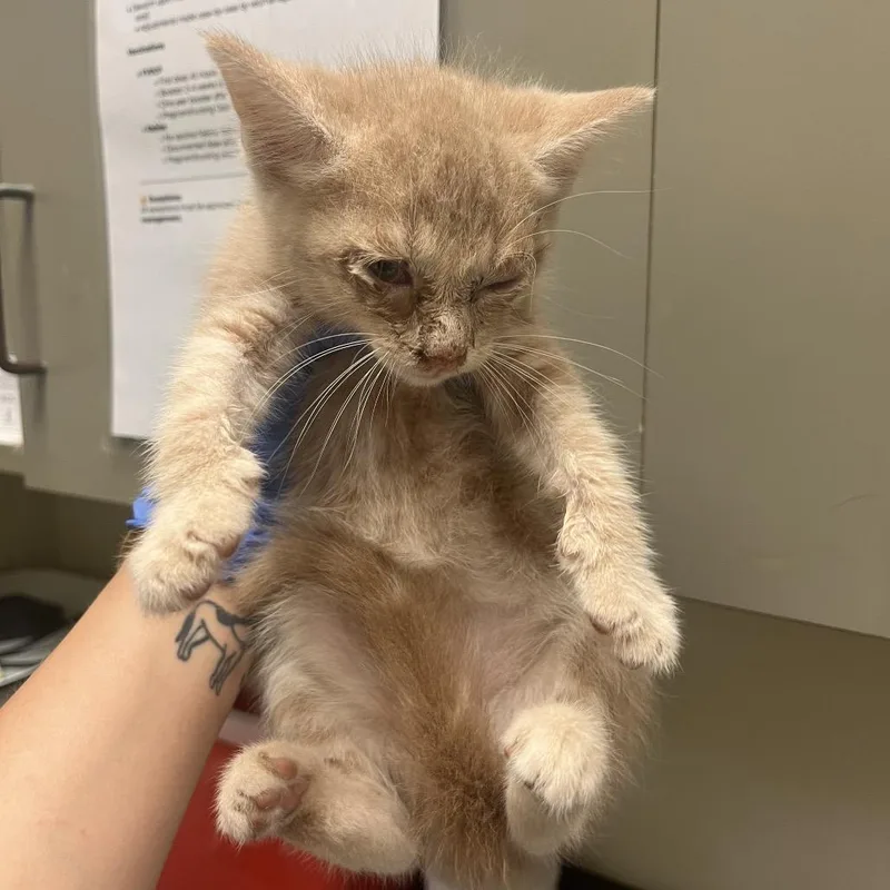 A baby small-sized male Orange / Red Domestic Short Hair cat named Cheddar for adoption in Columbus, GA
