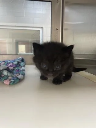 A baby small-sized male Domestic Short Hair cat named Lord Tuna for adoption in Westland, MI